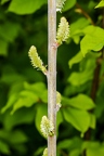 Salix daphnoides 07