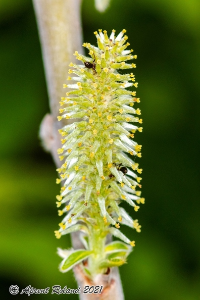 Salix daphnoides 11