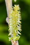 Salix daphnoides 11