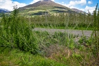 Salix daphnoides 12