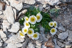 Ranunculus glacialis 1