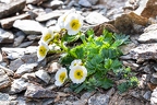 Ranunculus glacialis 2
