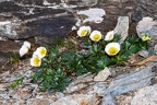Ranunculus glacialis 3
