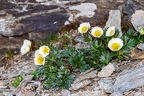 Ranunculus glacialis 4