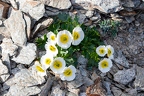 Ranunculus glacialis 5