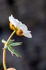 Ranunculus glacialis 6
