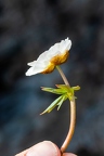 Ranunculus glacialis 8