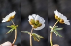 Ranunculus glacialis 9