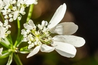 Orlaya grandiflora 