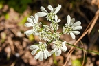 Orlaya grandiflora 02
