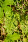 Orlaya grandiflora 04