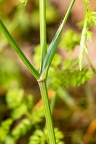 Orlaya grandiflora 06