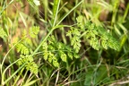 Orlaya grandiflora 08
