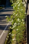 Orlaya grandiflora 09