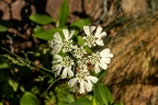 Orlaya grandiflora 11