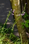 Campanula rapunculus