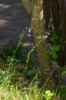 Campanula rapunculus 02