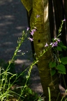 Campanula rapunculus 03