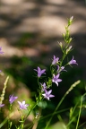 Campanula rapunculus 04