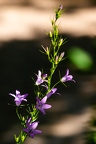 Campanula rapunculus 05