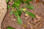 Campanula rapunculus 06