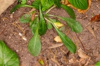 Campanula rapunculus 07