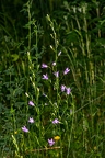 Campanula rapunculus 10