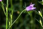 Campanula rapunculus 11