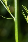 Campanula rapunculus 12
