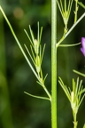 Campanula rapunculus 13
