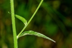 Campanula rapunculus 14