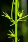 Campanula rapunculus 15