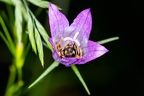 Campanula rapunculus 17