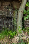 Campanula rapunculus 20