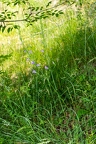 Campanula rapunculus 21