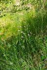 Campanula rapunculus 22