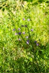 Campanula rapunculus 23