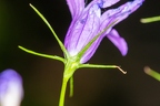 Campanula rapunculus 24