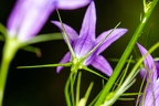 Campanula rapunculus 25