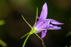 Campanula rapunculus 26