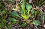 Globularia bisnagarica 1