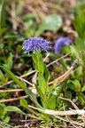 Globularia bisnagarica 2