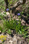 Globularia bisnagarica 3