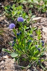 Globularia bisnagarica 4