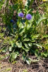 Globularia bisnagarica 5