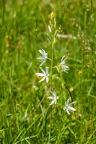 Anthericum liliago 01