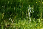 Anthericum liliago 02