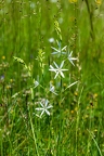 Anthericum liliago 03