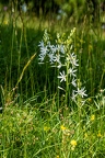 Anthericum liliago 04