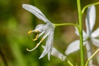 Anthericum liliago 05
